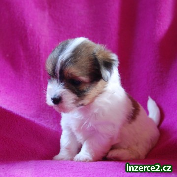 Coton de Tulear_1 407283_1.jpg