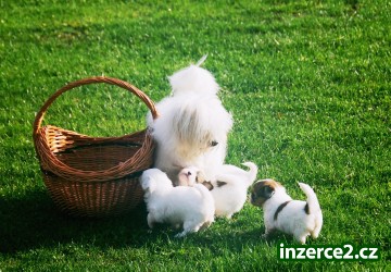 Coton de Tulear_2 407283_2.jpg