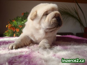 Šarpej, Shar-pei_2 407464_2.jpg