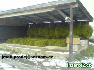 Jmelí prodej 2013: Jmelí vázané na vánoční trhy_2 407482_2.jpg