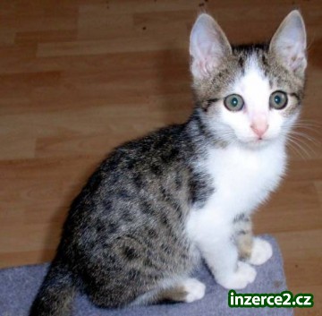Daruji koťátko_1 407536_1.jpg