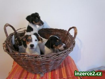 jack russel terier_1 407561_1.jpg