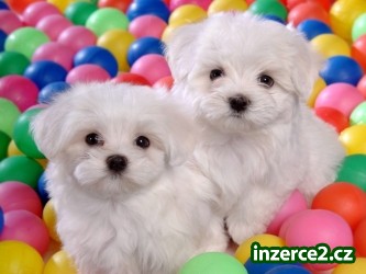 dárek Bichon maltské štěňata_1 407860_1.jpg