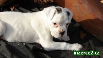 Boxer - bílé fenečky_2 408168_2.jpg