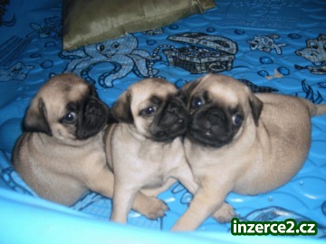Mops pěkné štěně s PP_2 408949_2.jpg