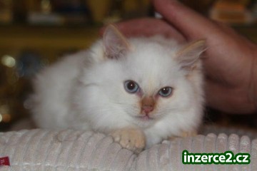 Ragdoll s PP_1 409264_1.jpg