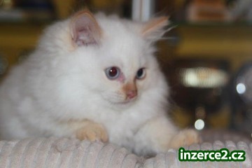 Ragdoll s PP_2 409264_2.jpg