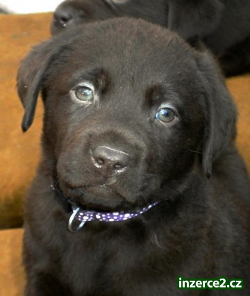 Labradorský retriever -čoko barva s PP_1 409906_1.jpg
