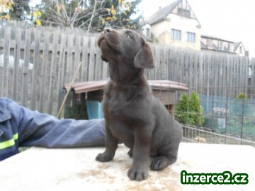 Labradorský retriever -čoko barva s PP_2 409906_2.jpg
