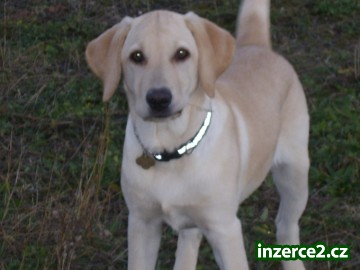 Prodám 4měsíční štěňátko labradora_2 4100_2.jpg