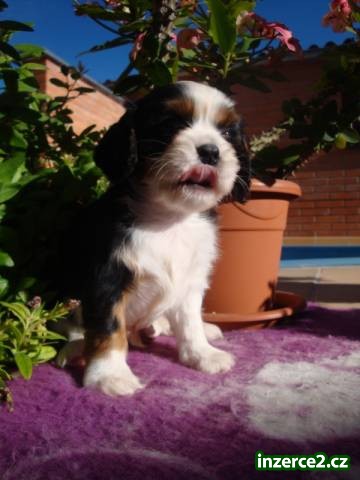 Kavalír King Charles spaniel, KKCHŠ_1 410246_1.jpg