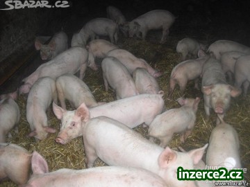 Svátky se už bliží a dobrá hospodýnka,už tedka myslí na čerstvé maso_1 410487_1.jpg