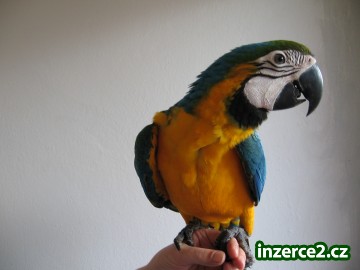 Ara ararauna, žako, papoušek senegalský_1 410995_1.jpg