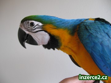Ara ararauna, žako, papoušek senegalský_2 410995_2.jpg