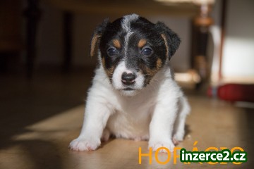 Jack Russel terier ihned k odběru_1 411402_1.jpg