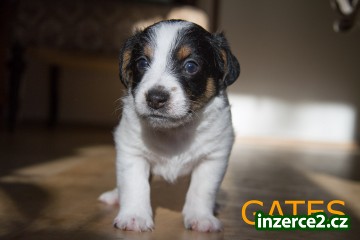 Jack Russel terier ihned k odběru_2 411402_2.jpg