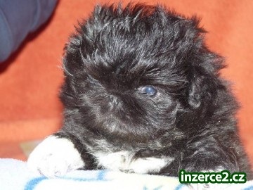 Pekinéz (Pekingský palácový psík)_1 411502_1.jpg