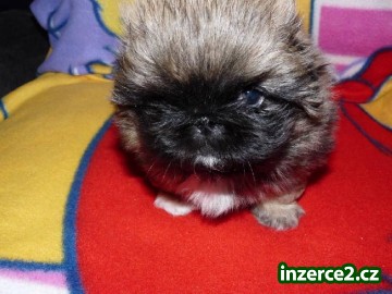 Pekinéz (Pekingský palácový psík)_2 411502_2.jpg