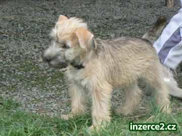 Irský jemnosrstý pšeničný terier_1 411678_1.jpg