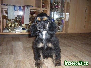 Americký kokršpaněl_1 412314_1.jpg