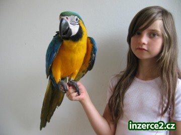 Ara ararauna, žako, papoušek senegalský_1 412435_1.jpg