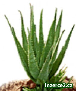 ŽIJTE WELLNESS !_1 41245_1.jpg