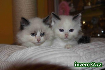 Ragdoll s PP_1 412886_1.jpg