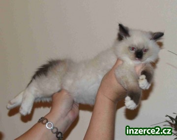 Ragdoll s PP_2 412886_2.jpg