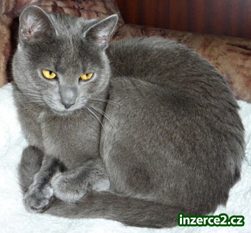 Kartouzský kocour ke krytí_1 413169_1.jpg