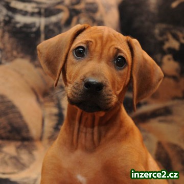 Rhodéský ridgeback - štěňata s PP_1 413269_1.jpg