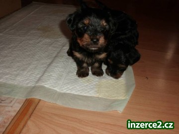 Štěňata_2 413556_2.jpg