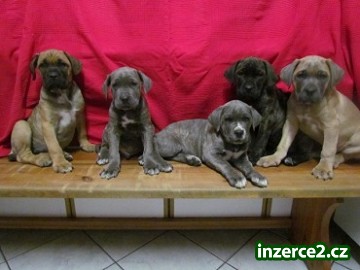 cane corso štěnátka_1 413589_1.jpg