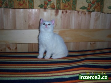 britská bílá a whiskas koťata_1 413597_1.jpg