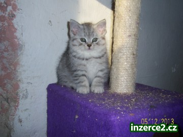 britská bílá a whiskas koťata_2 413597_2.jpg