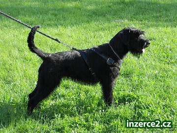 knírač velký černý fena s pp_1 413684_1.jpg
