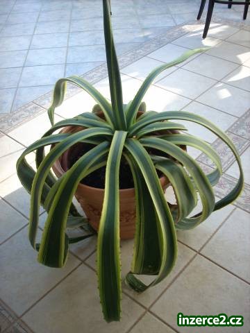 Darujeme agave_1 413832_1.jpg