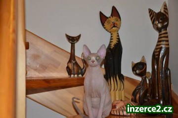 KANADSKÝ SPHYNX S PP_1 413851_1.jpg