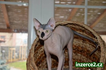 KANADSKÝ SPHYNX S PP_2 413851_2.jpg