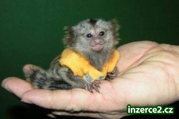 Marmoset Opice Pro Prodej_2 413882_2.jpg