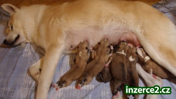 Akita Inu štěňátka_1 414094_1.jpg