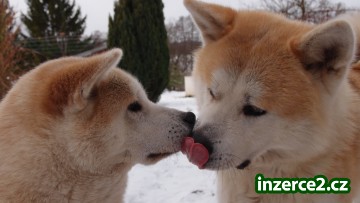 Akita Inu štěňátka_2 414094_2.jpg