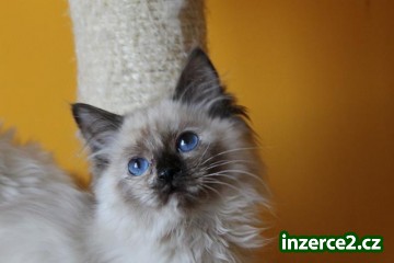 Ragdoll kotě s PP_1 414320_1.jpg