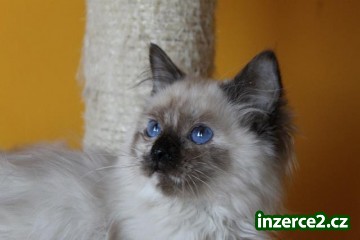 Ragdoll kotě s PP_2 414320_2.jpg