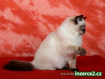 Úžasná ragdoll kočička s PP_1 414323_1.jpg