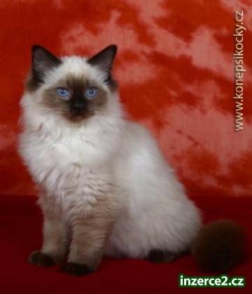 Úžasná ragdoll kočička s PP_2 414323_2.jpg