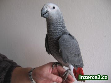 Žako_1 414392_1.jpg