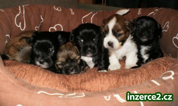 Krásná štěňátka Lhasa apso_1 414426_1.jpg