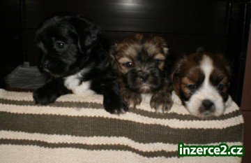 Krásná štěňátka Lhasa apso_2 414426_2.jpg