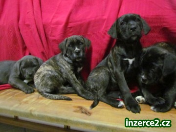 cane corso štěnátka_1 414597_1.jpg