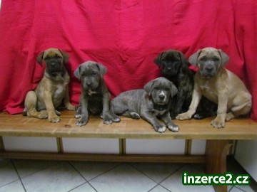 cane corso štěnátka_2 414597_2.jpg